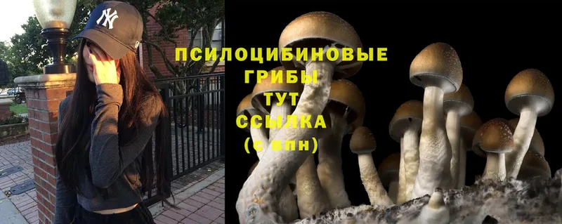 Псилоцибиновые грибы Cubensis  купить наркотики цена  Амурск 